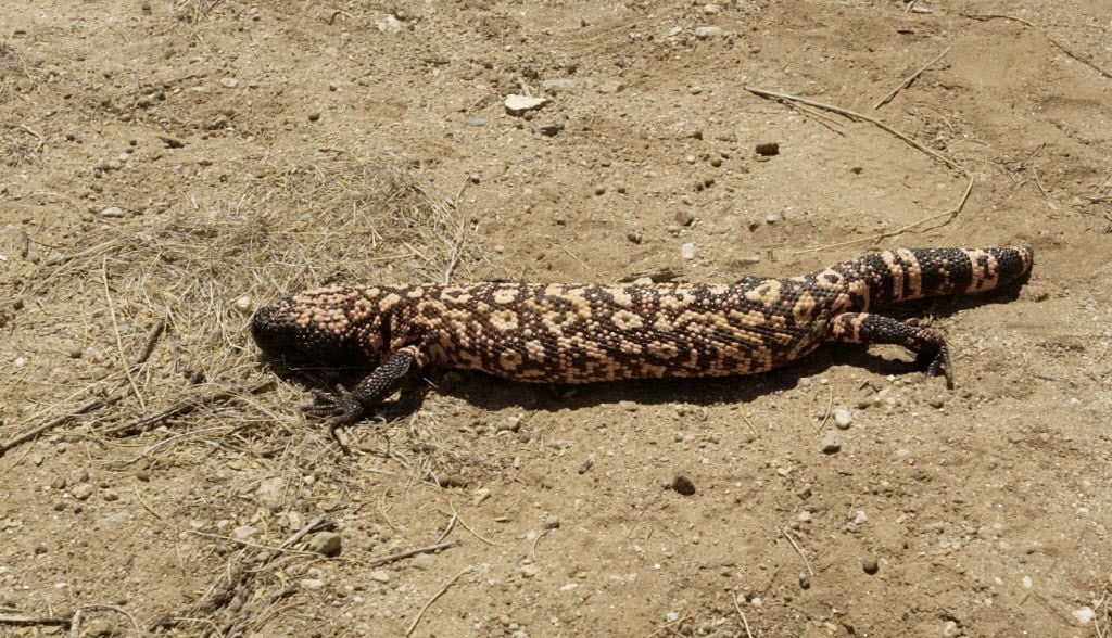 Lizard